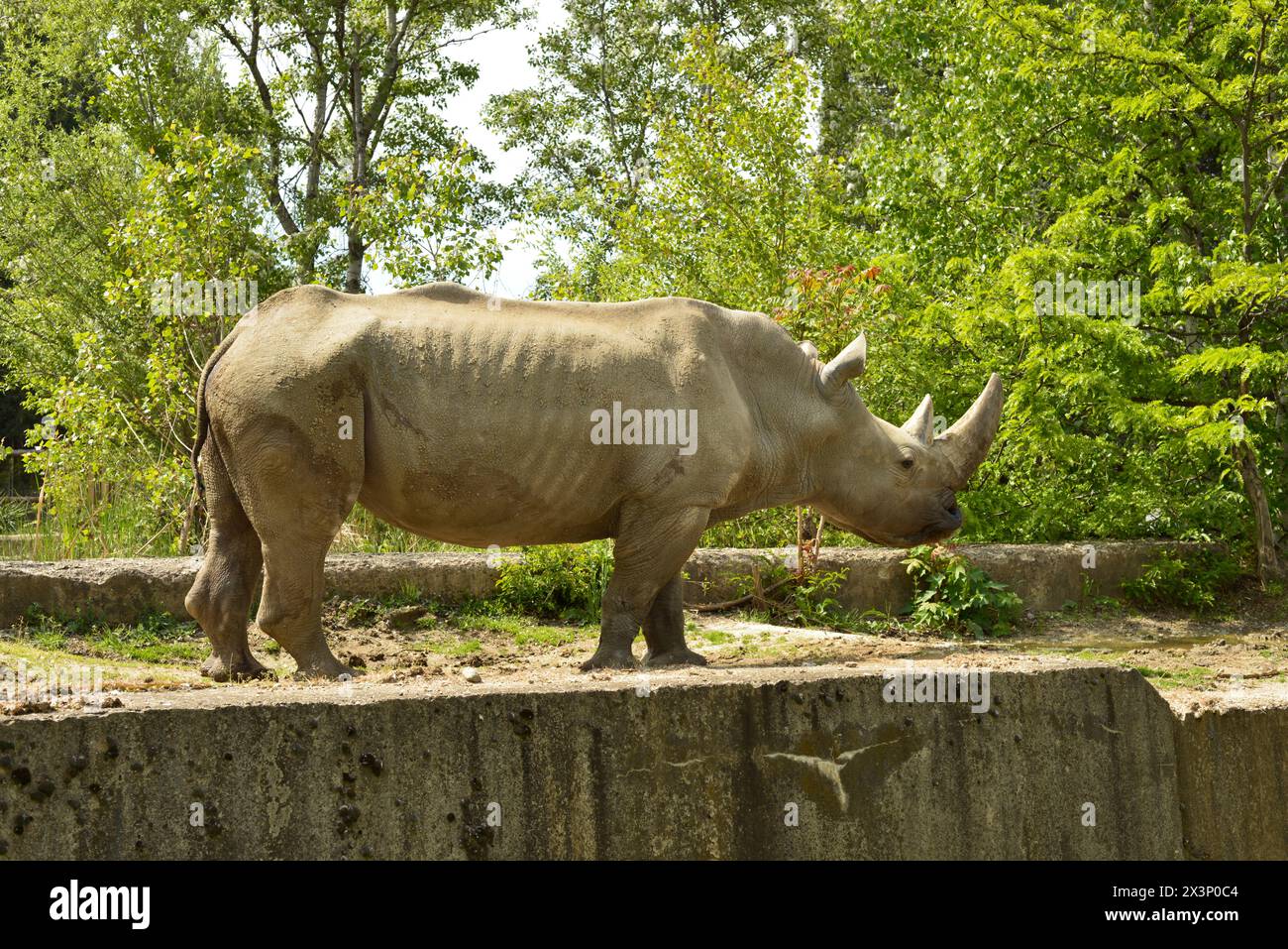 Rinoceronte bianco maschio Ceratotherium simum a labbra quadrate specie animali in via di estinzione nello zoo di Sofia, Sofia, Bulgaria, Europa orientale, Balcani, UE Foto Stock