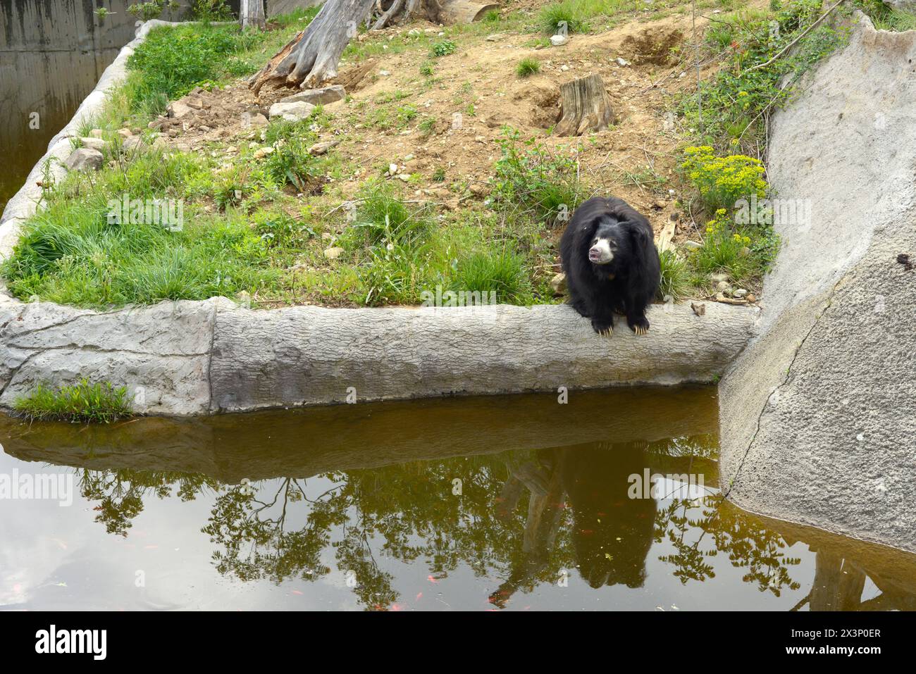 Orso bradipo Melursus ursinus o orso indiano nel suo habitat di recinzione nello zoo di Sofia, Sofia Bulgaria, Europa orientale, Balcani, UE Foto Stock