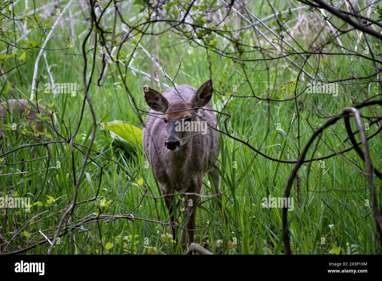 Whitetail in Pennsylvania Foto Stock