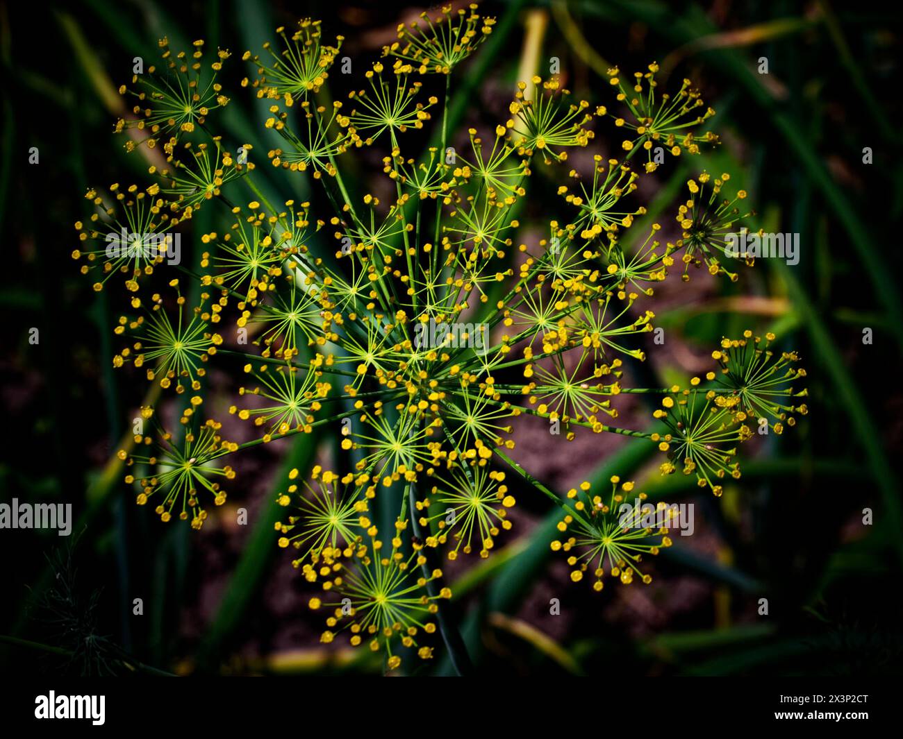 Motivo irradiante di sottili gambi verdi sormontati da piccoli fiori gialli. Foto Stock