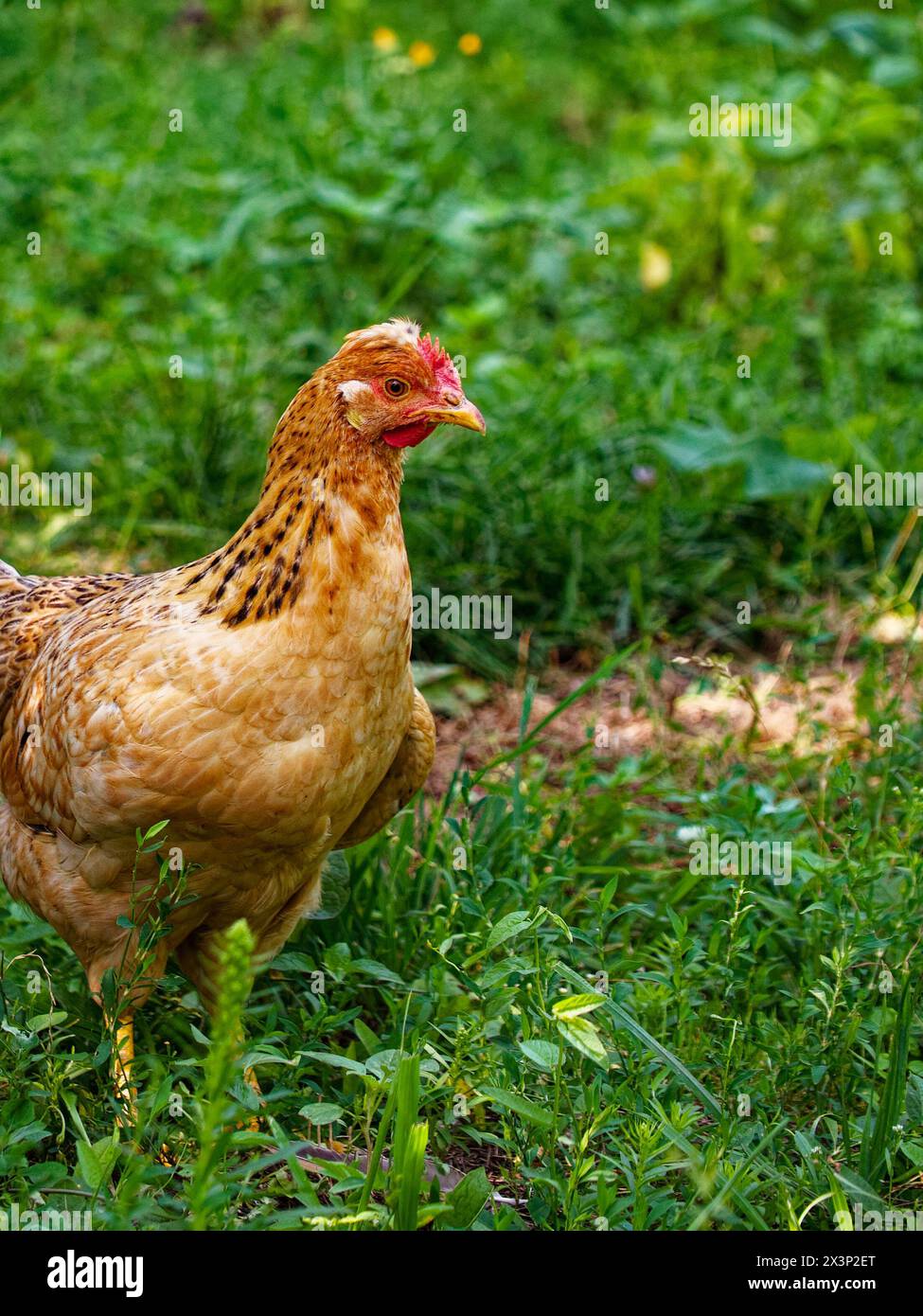 Un piccolo pollo all'arancia, cremato. Pollo in natura. Foto Stock