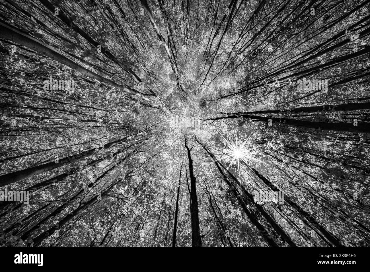 Il fondo stradale conduce direttamente ai tronchi degli alberi nella foto in bianco e nero, mostrando il paesaggio naturale con il suo motivo simmetrico Foto Stock