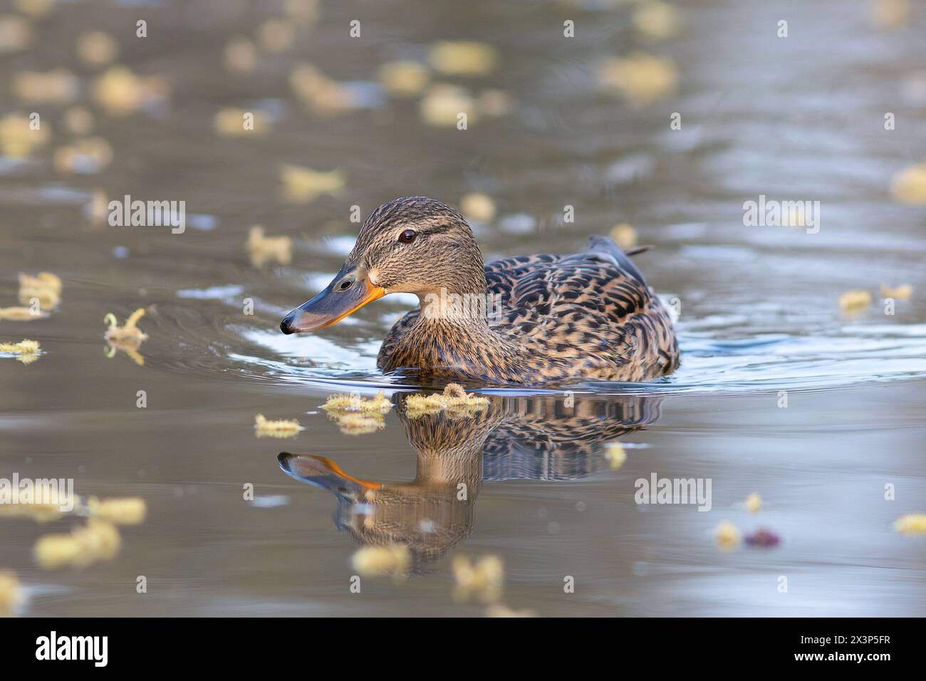Anatra domestica selvatica sullo stagno (Anas platyrhynchos) Foto Stock