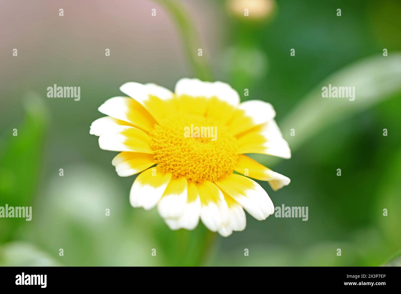 fiori di camolla bianchi e gialli Foto Stock