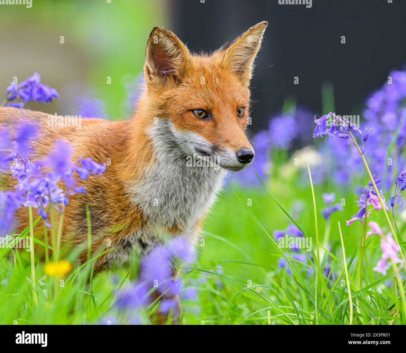 Fox a Bluebells Foto Stock