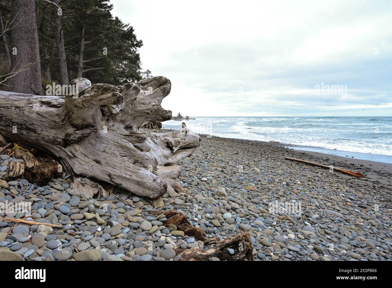 Driftwood, spiaggia rocciosa, onde e una persona a pochi passi a Second Beach, Olympic National Park, Washington Foto Stock