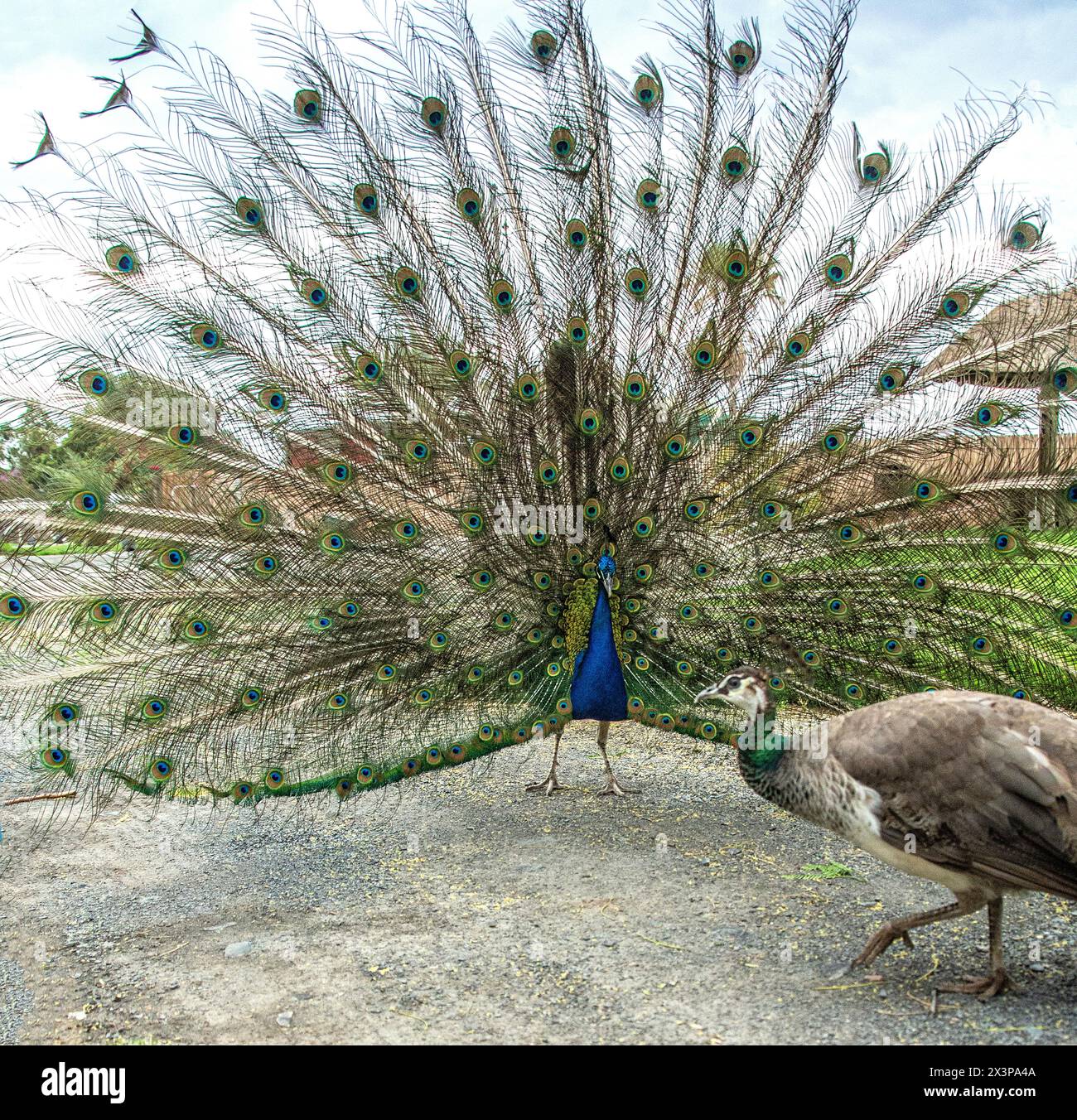 Una peahen fotobombe una fotografia di un pavone con la coda allungata. Foto Stock