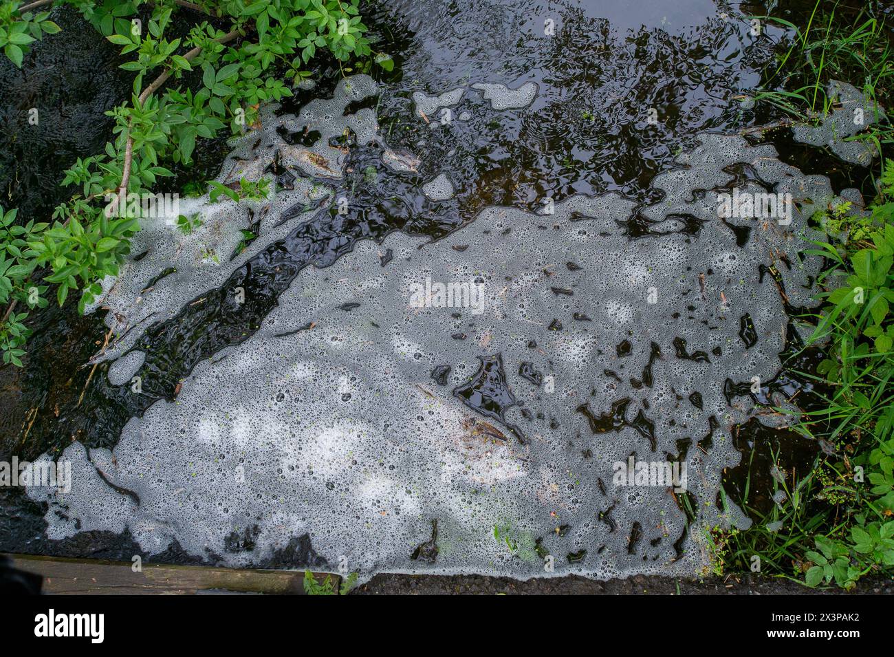 Chalfont St Peter, Regno Unito. 28 aprile 2024. L'inquinamento e i detriti delle piante galleggiano sul fiume Misbourne. Le acque reflue tritate galleggiavano ancora oggi sulla strada all'ingresso del villaggio di Chalfont St Peter nel Buckinghamshire. Le autocisterne per appaltatori d'acqua del Tamigi stavano ancora una volta prelevando le acque reflue e le acque alluvionali dal villaggio. Le forti piogge notturne hanno peggiorato la situazione. Dall'inizio di gennaio si è verificata un'inondazione delle acque sotterranee che ha avuto un impatto molto negativo sulle attività commerciali del villaggio. Crediti: Maureen McLean/Alamy Live News Foto Stock