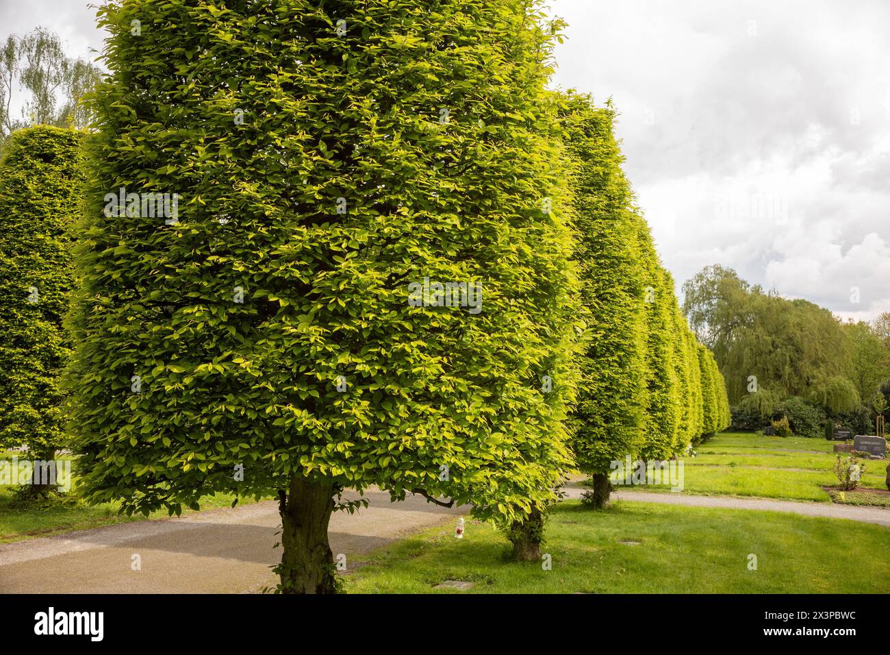 Carpino (Carpinus betulus) tagliato a forma Foto Stock