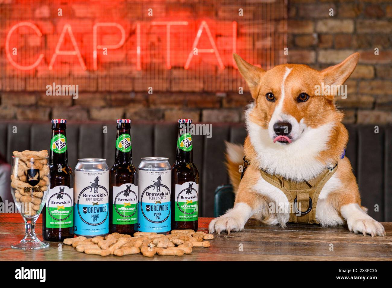 Birra per cani di Brewski Foto Stock