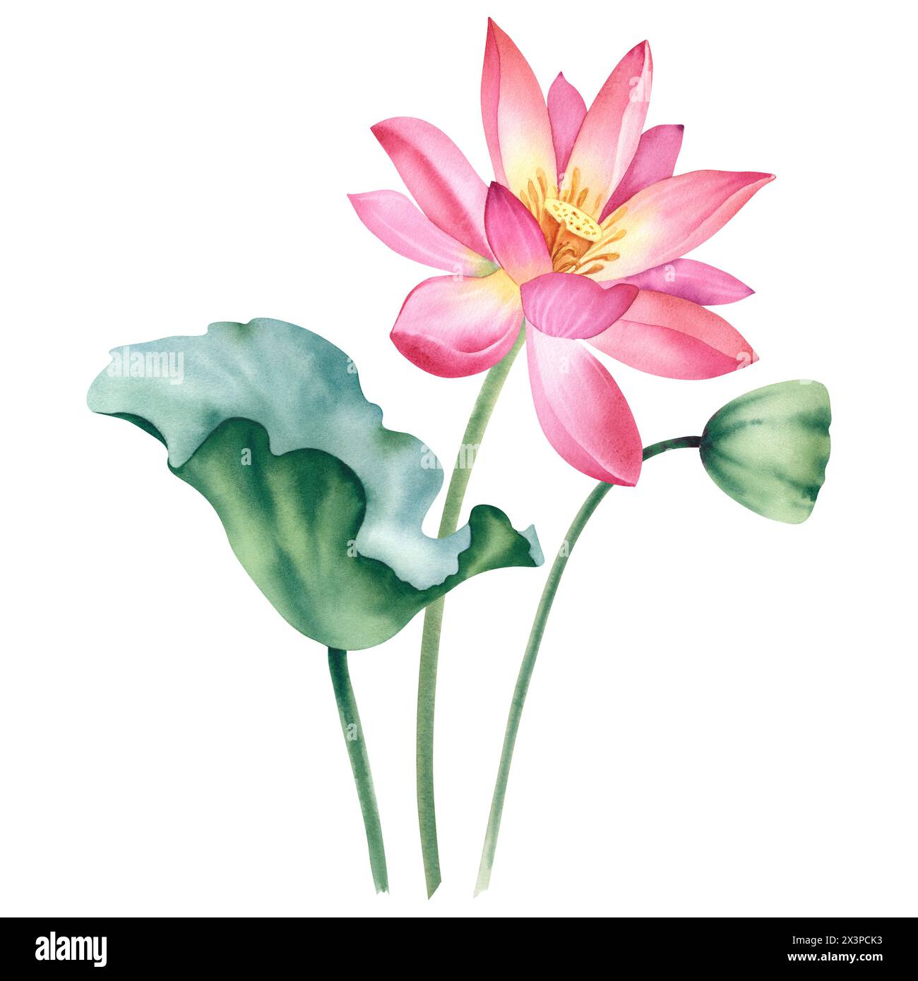 Il rosa acquerello perde su sfondo bianco. Le ninfee sono dipinte a mano. Una composizione con un loto. Un modello per la progettazione di cartoline, invi Foto Stock