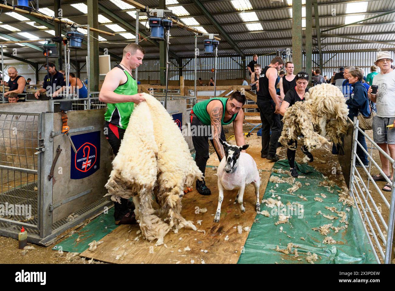 **Pics free to use** i preparativi erano in corso oggi (20 giugno) come concorrenti da tutto il mondo praticano per la pecora del mondo Golden Shears Foto Stock