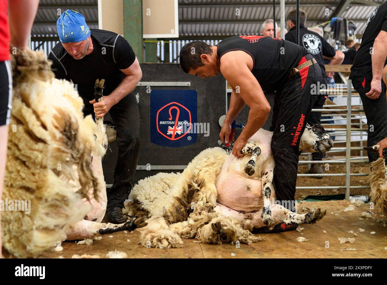 **Pics free to use** i preparativi erano in corso oggi (20 giugno) come concorrenti da tutto il mondo praticano per la pecora del mondo Golden Shears Foto Stock