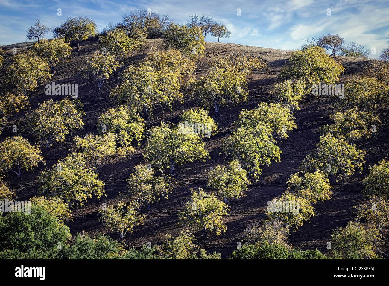 Gli alberi di mele sono piantati sulle pendici di un vigneto vicino a Paso Robles in California. Foto Stock