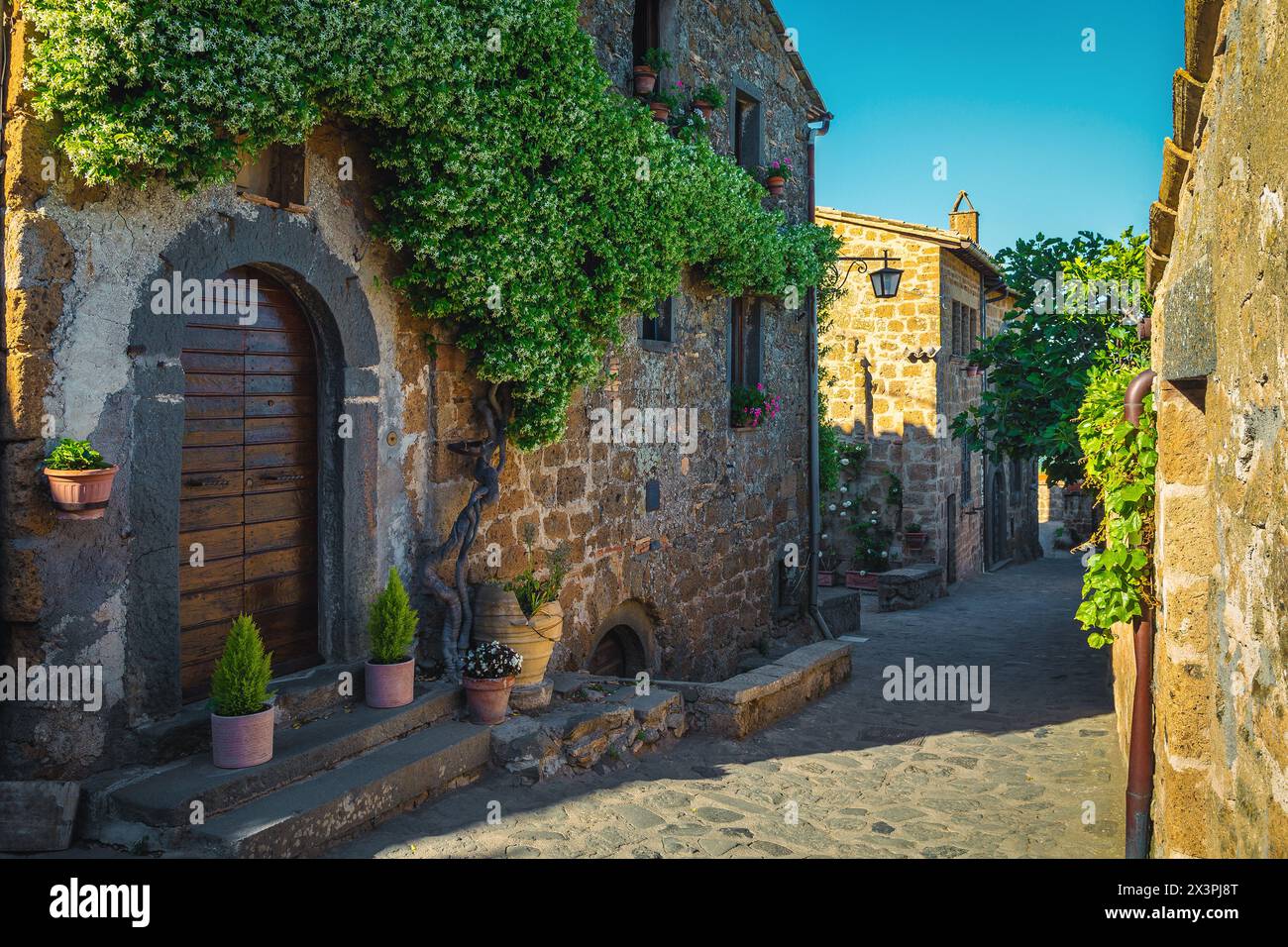 Spettacolare e profumato fiore di gelsomino sulla parete della casa in pietra, Civita di Bagnoregio, Provincia di Viterbo, Lazio, Italia, Europa Foto Stock
