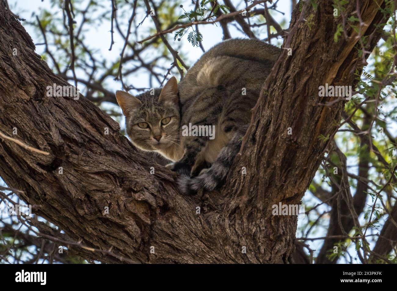 Gatto selvatico africano in un albero, Kgalagadi Transborder Park, Sudafrica Foto Stock