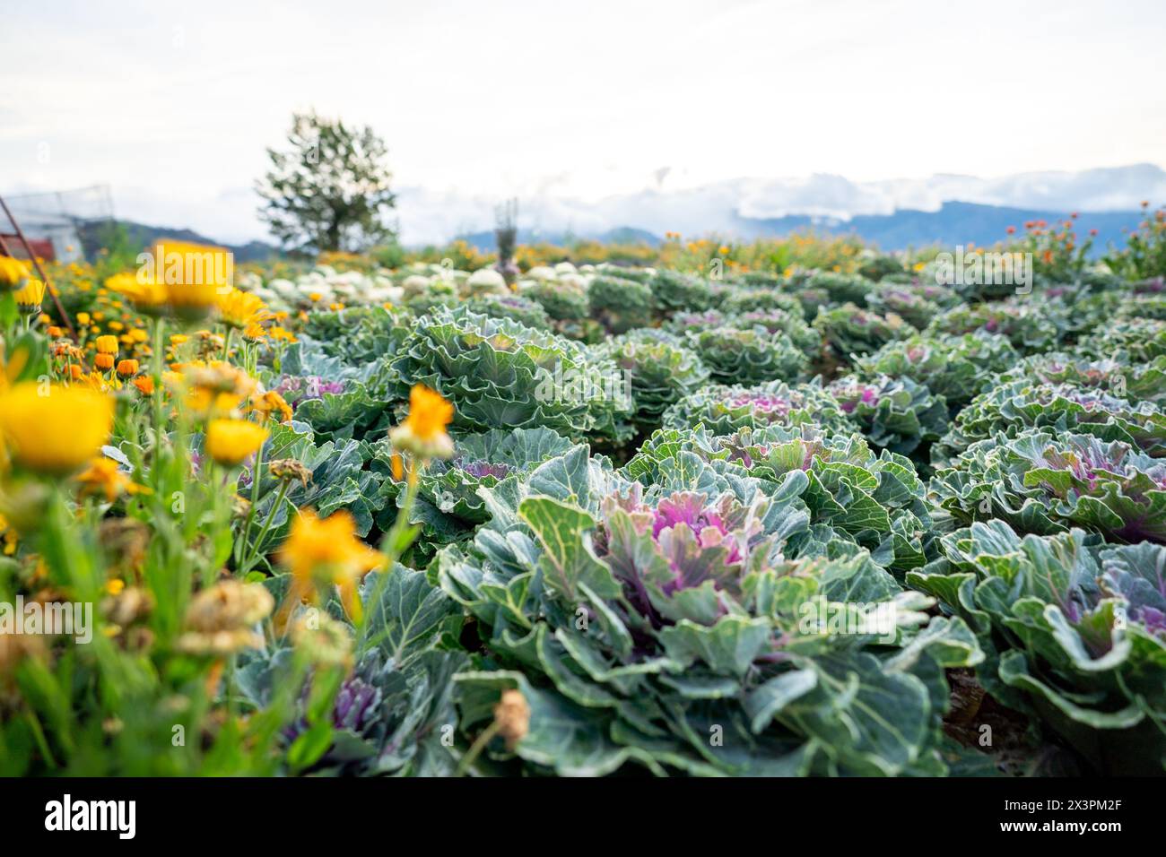 Panoramica della fattoria di fiori ad Atok, Benguet, nella provincia montana delle Filippine. Foto Stock