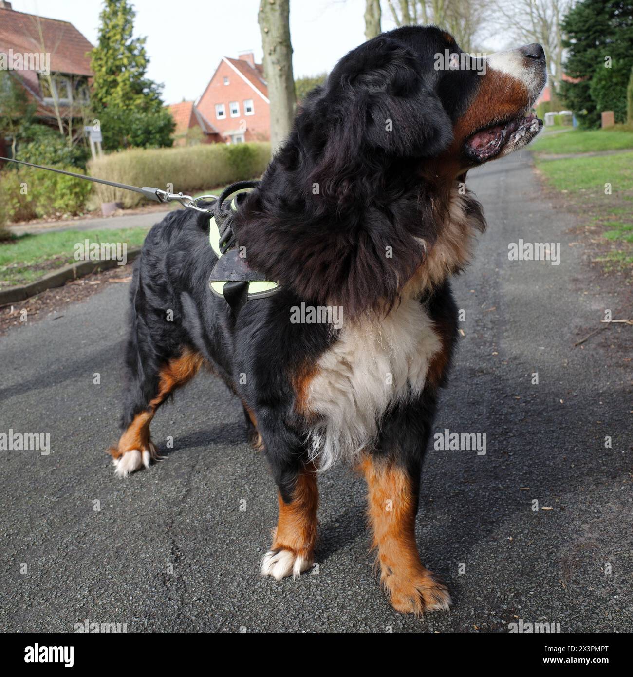 Un cane da montagna Bernese distratto Foto Stock