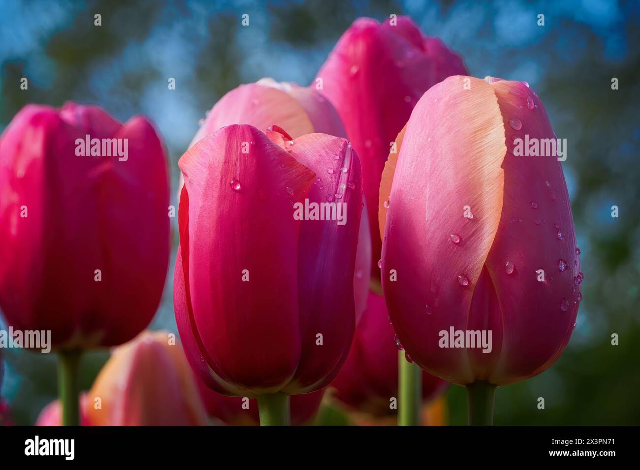 Piccole gocce d'acqua ornano i petali rosa dei tulipani baciati dal sole. Foto Stock