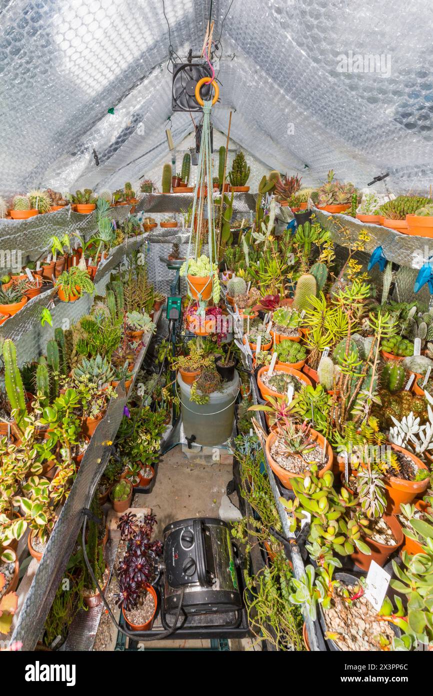 Serra per l'inverno con pellicola a bolle d'aria, lamina riflettente e un riscaldatore. Ricco di piccole succulente. REGNO UNITO. Foto Stock