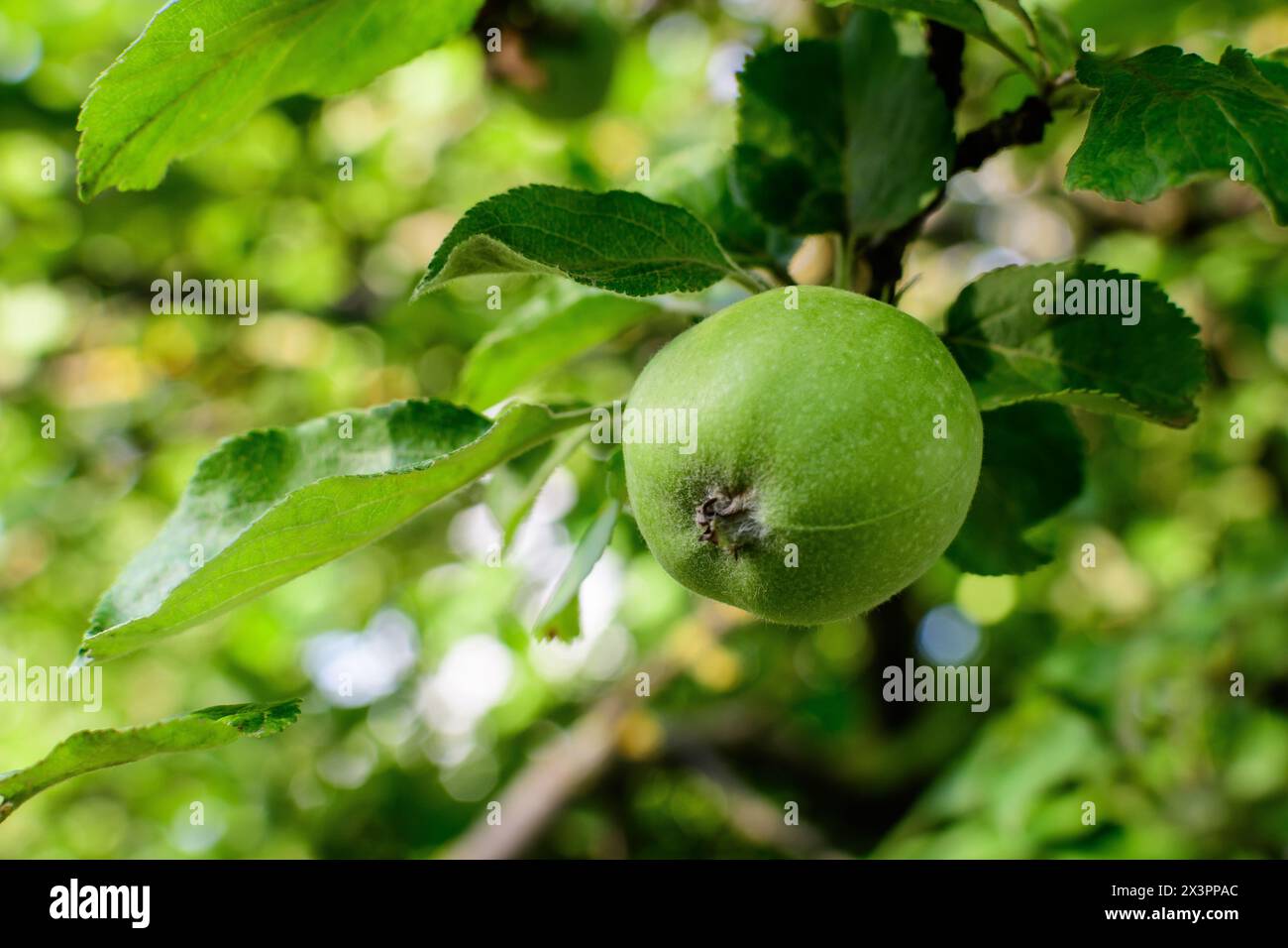 Una piccola e vivace mela verde fresca e foglie sui rami in un grande albero vecchio in un frutteto in una soleggiata giornata estiva Foto Stock