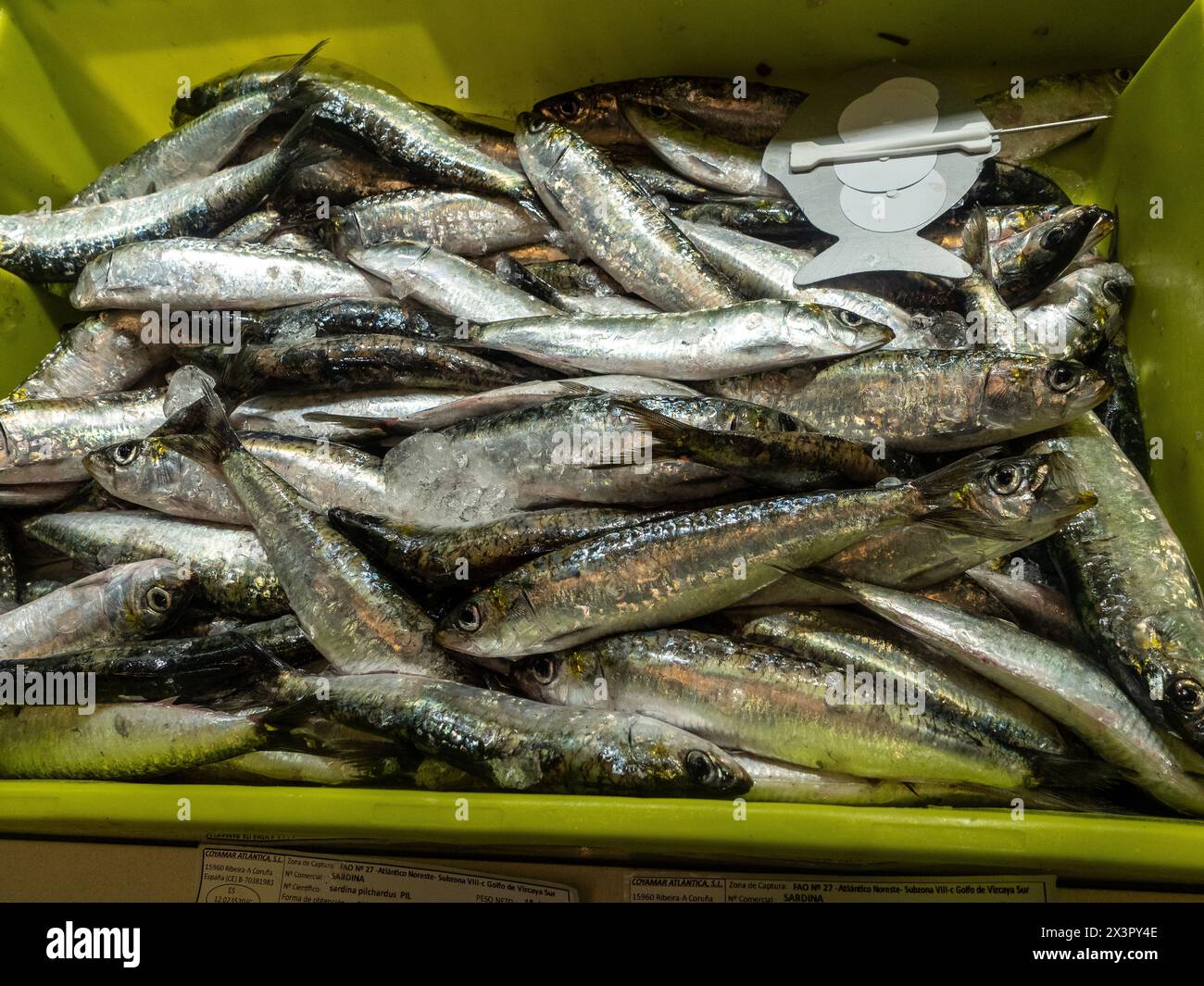 molti pesci sardina (sardina)) offerti in una scatola di plastica su un mercato del pesce Foto Stock