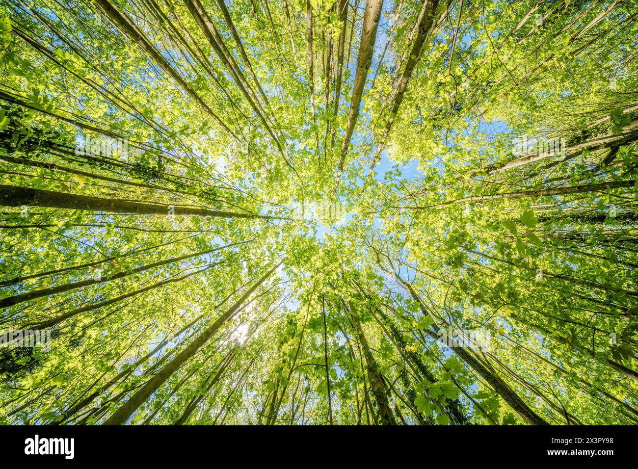 Osservare il sole sbirciare tra gli alberi in una foresta è un'esperienza serena, circondata da piante terrestri e da una varietà di sfumature di verde e. Foto Stock