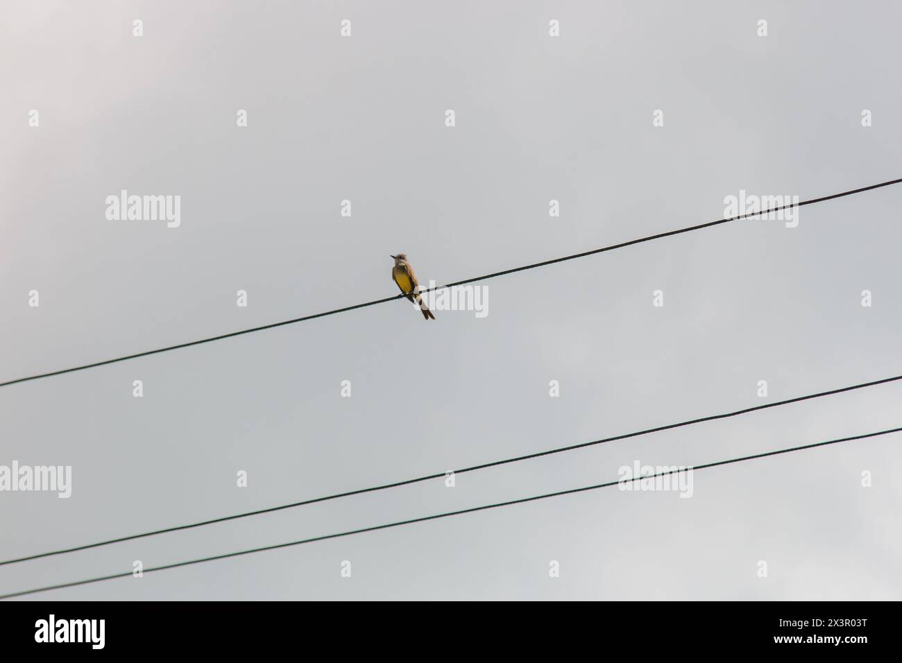 Bravo uccello ti ho visto su un cavo a Rio de Janeiro, in Brasile Foto Stock