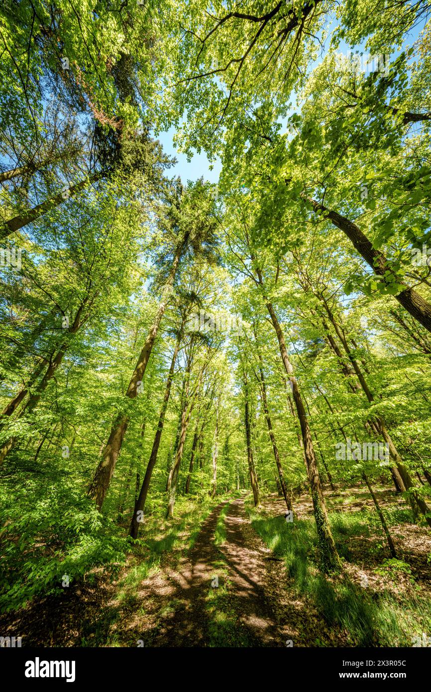 La luce del sole filtra tra tra i rami degli alberi lungo un sentiero forestale, creando un motivo ondulato sulla lussureggiante erba verde sottostante Foto Stock