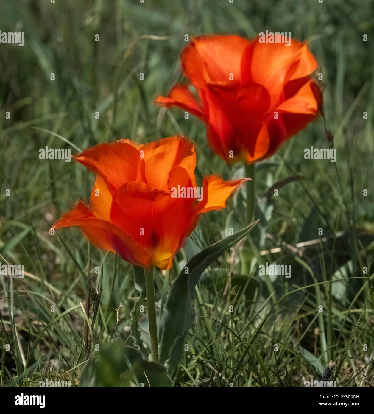 L'unico Red Tulip di Greig, Túlipa gréigii, cresce nei deserti, nelle steppe e nelle montagne del Tien Shan in Kazakistan. Foto Stock
