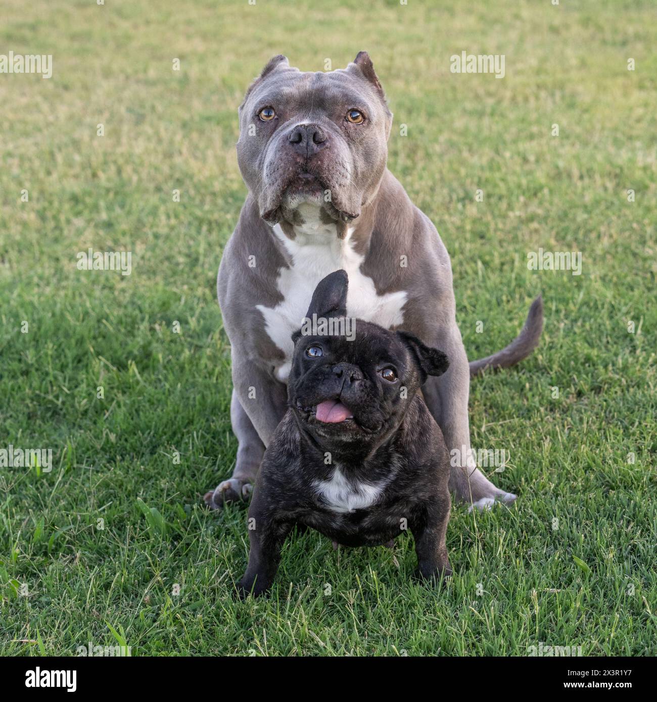 Ritratto naturale sull'erba di un pitbull grigio e di un piccolo bulldog francese brindle Foto Stock