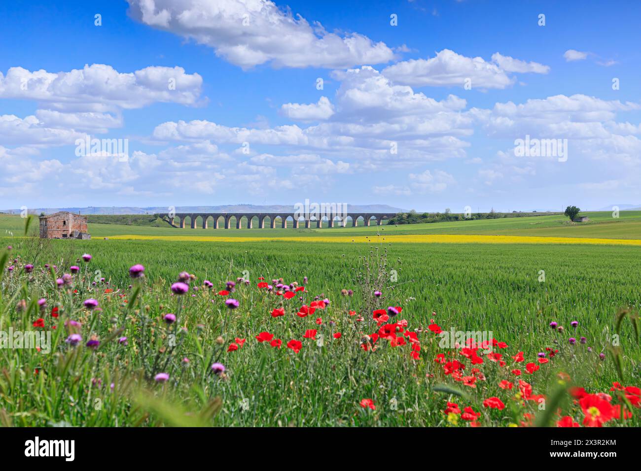 Primavera: Paesaggio collinare con verdi campi di grano e viadotto. Vista del Ponte dei 21 archi, il ponte ferroviario fantasma vicino alla città di Spinazzola. Foto Stock