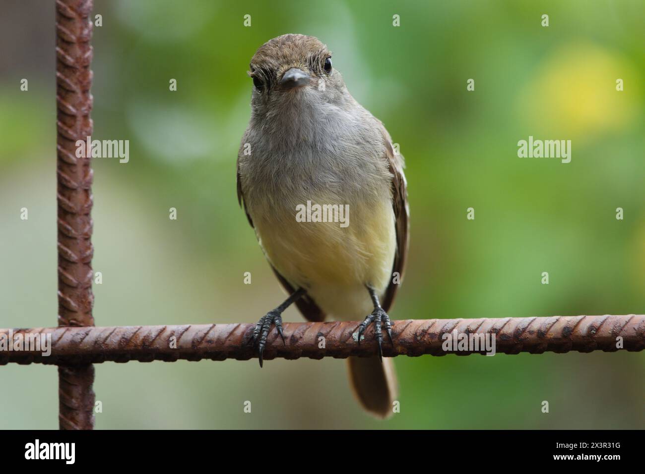 Galapagos finch guarda curiosamente il fotografo Foto Stock