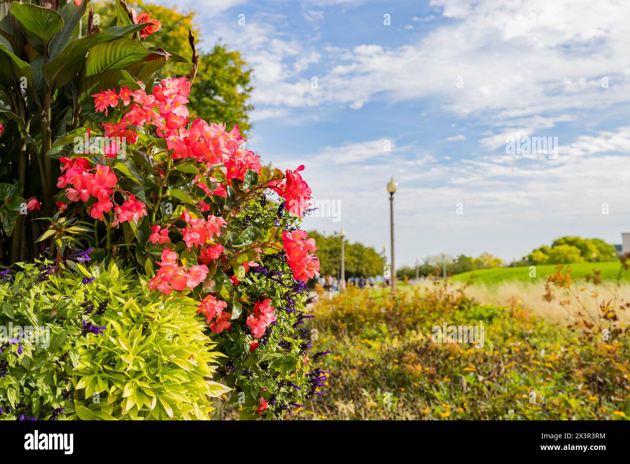 Primo piano di fiori fioriti a Chicago, Illinois Foto Stock