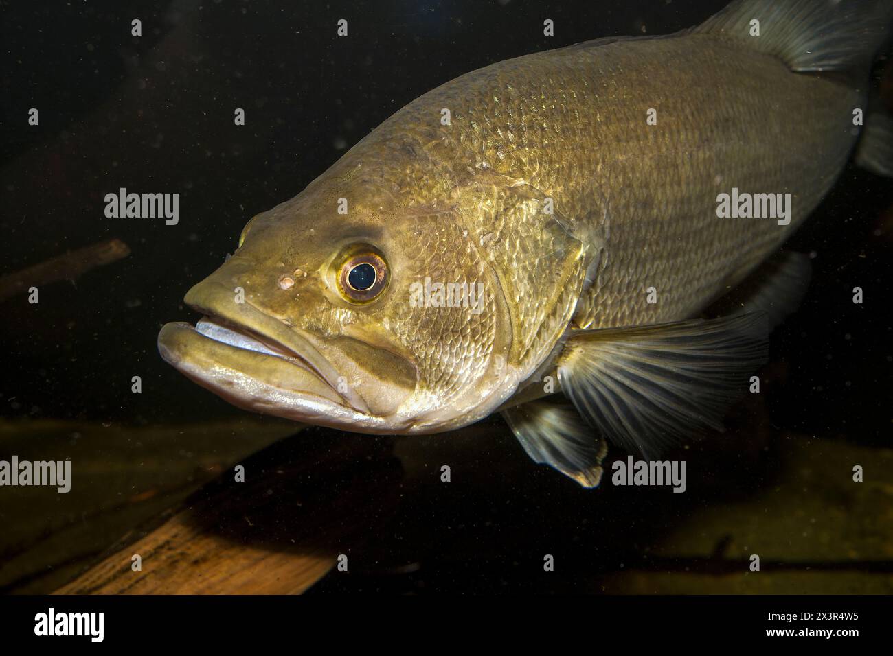 Largemouth bass swimming 45 dgrees verso la fotocamera. Foto Stock