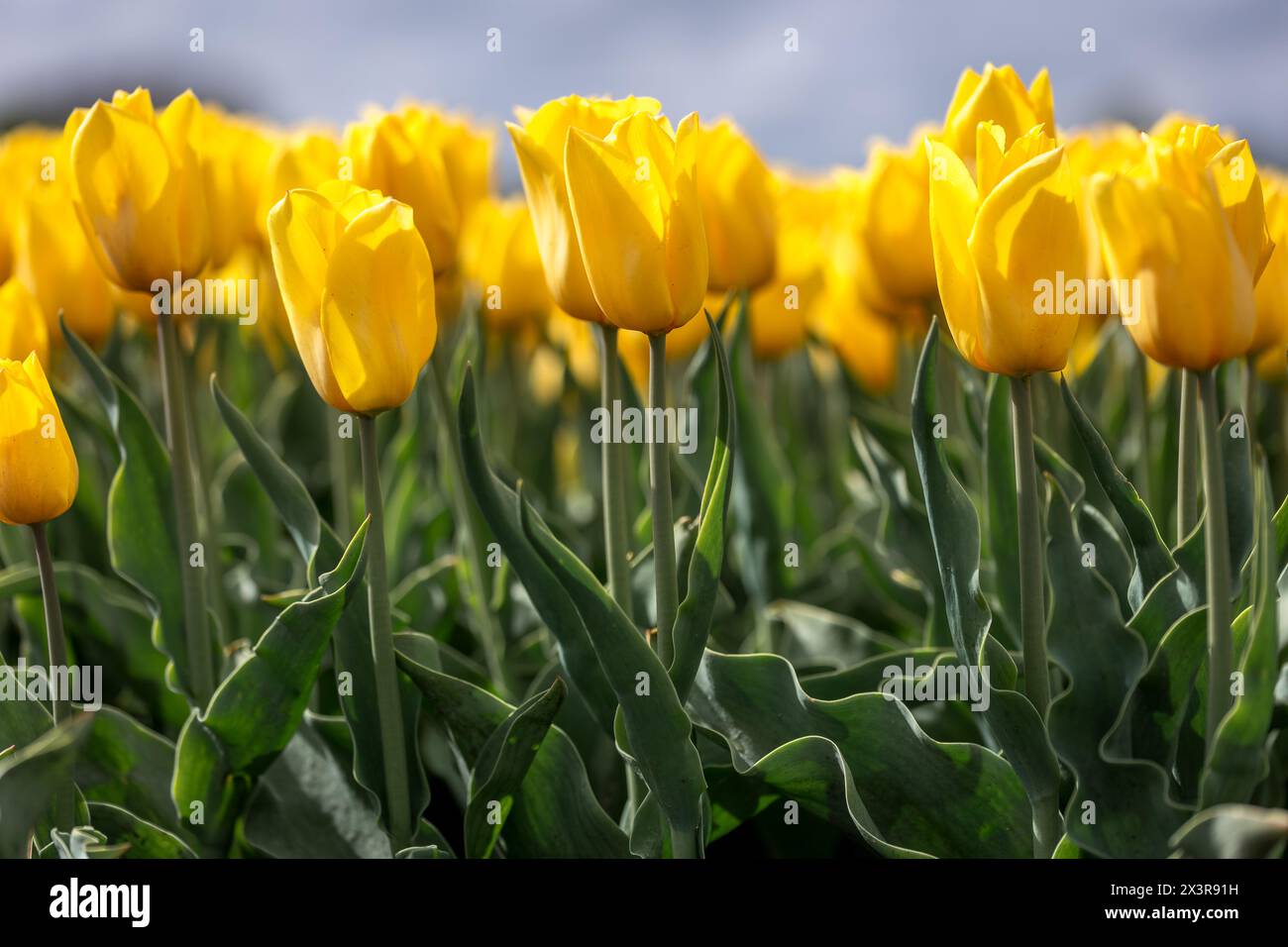Primo piano di un campo di tulipani gialli in primavera coltivato dai coltivatori olandesi nella provincia di Drenthe, un'attrazione turistica lungo i campi olandesi Foto Stock
