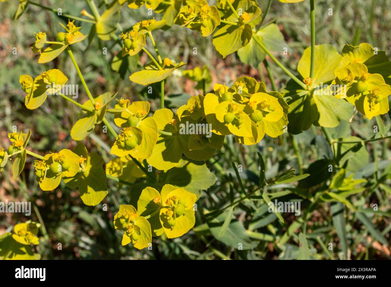 Lechetrezna fiori in primavera nel campo Foto Stock