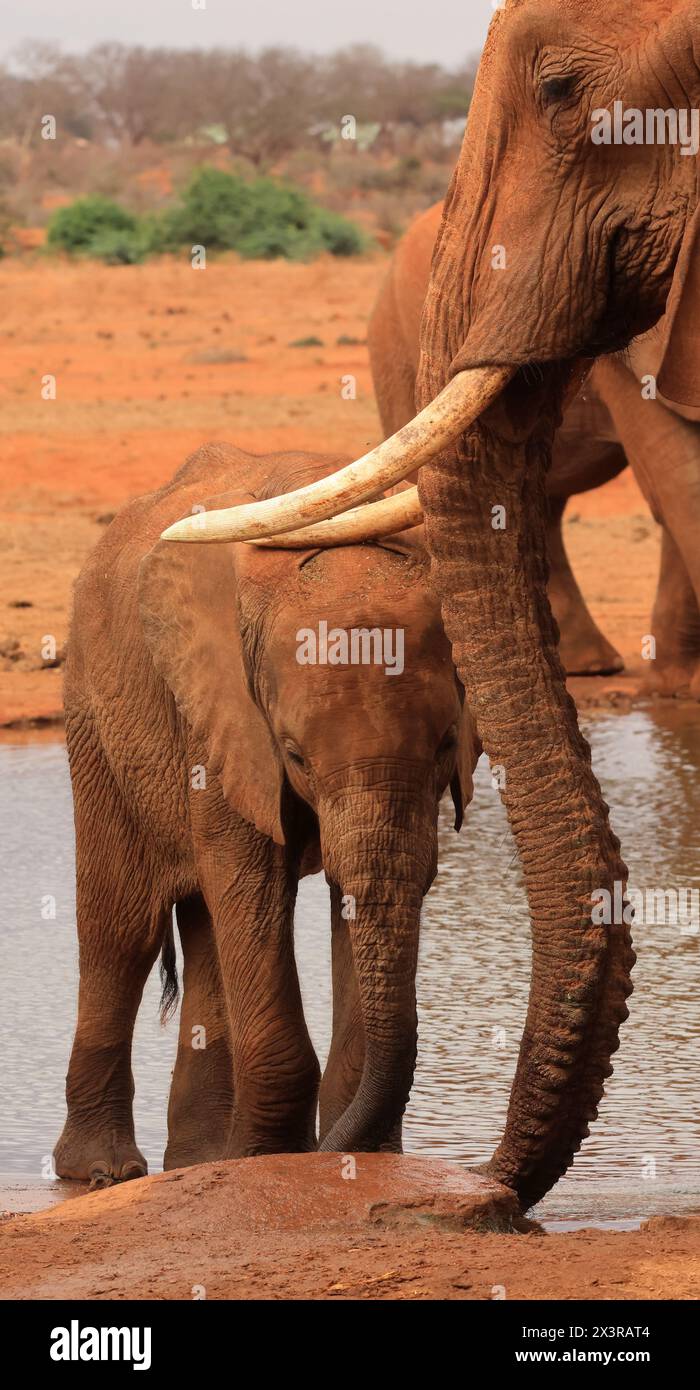 Éléphants rosse nel parco nazionale dello Tsavo Foto Stock