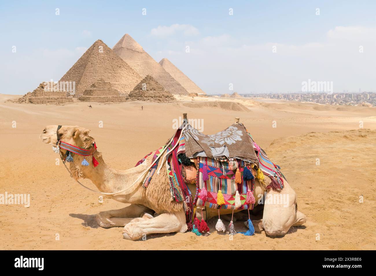 Un cammello con vista sulle piramidi di Giza, Egitto Foto Stock