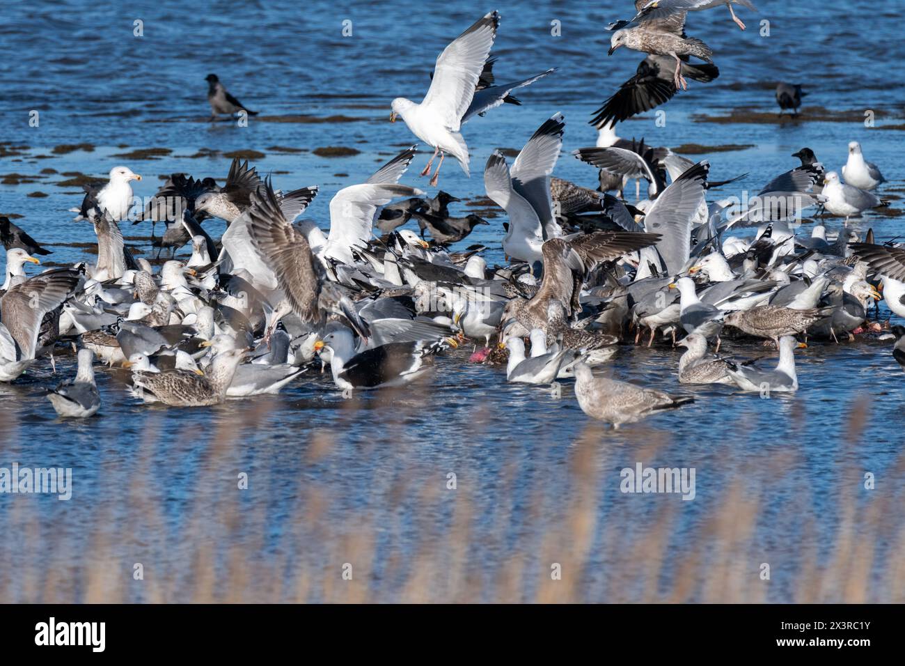 Il gregge di Herring Gulls lotta per il cibo Foto Stock