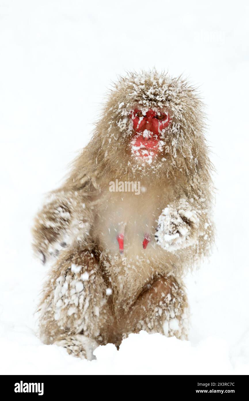 Scimmie delle nevi giapponesi nella tempesta di neve Foto Stock