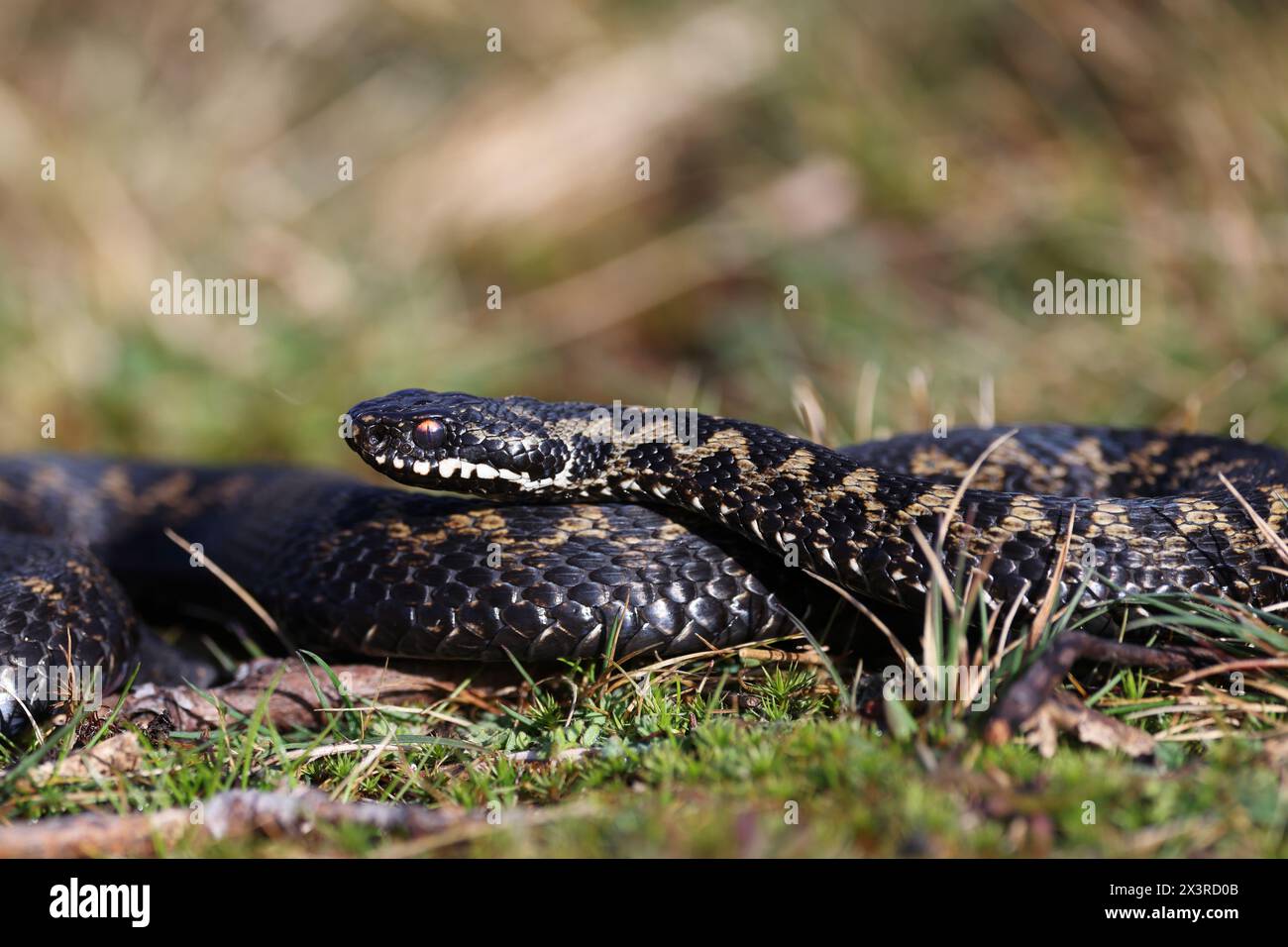 Vipera berus, noto anche come il comune adder europeo e la comune vipera europea, è una specie di serpente velenoso della famiglia dei Viperidae. Foto Stock