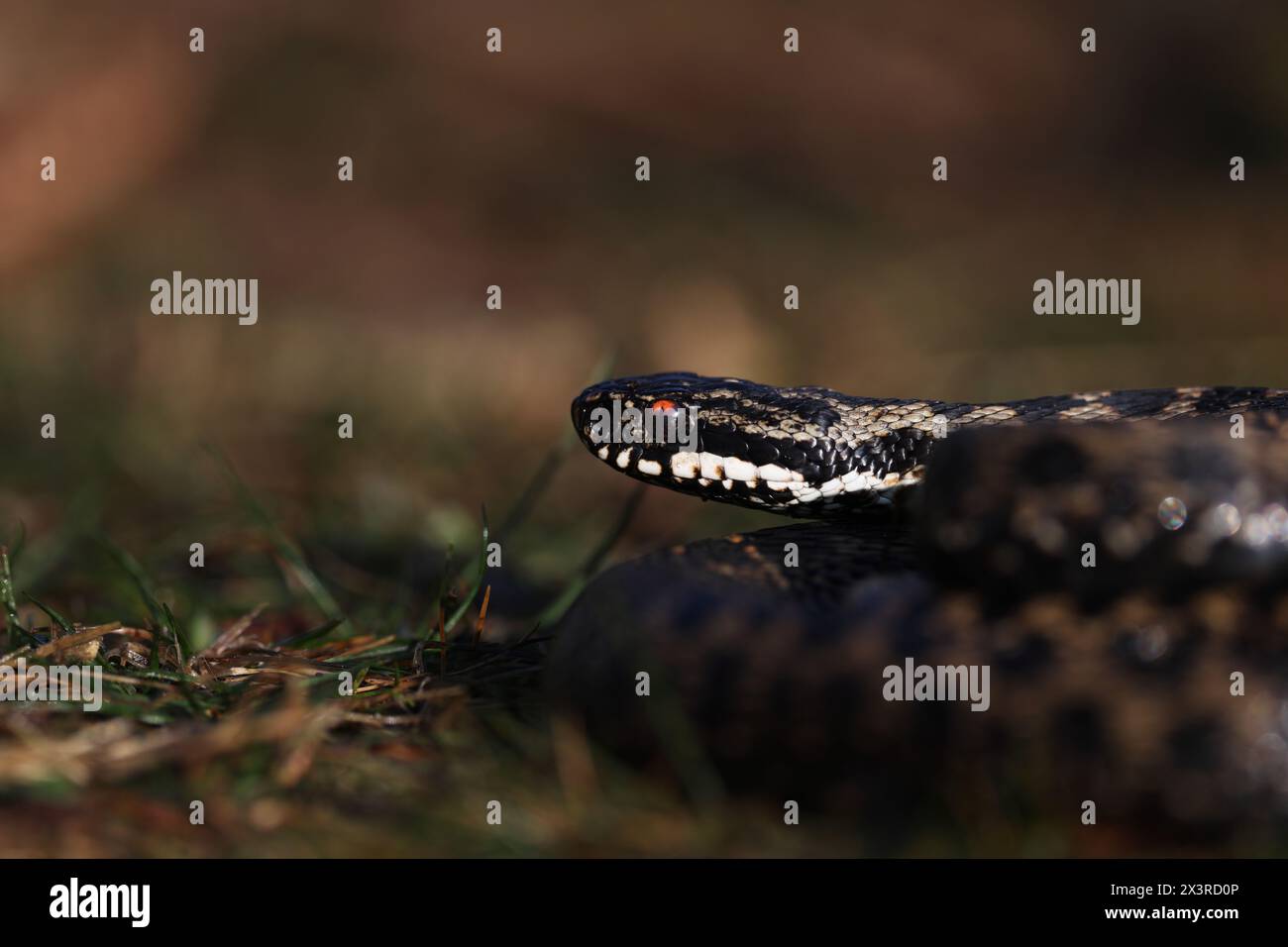 Vipera berus, noto anche come il comune adder europeo e la comune vipera europea, è una specie di serpente velenoso della famiglia dei Viperidae. Foto Stock