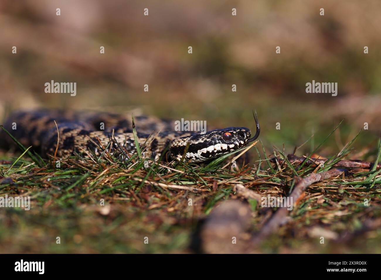 Vipera berus, noto anche come il comune adder europeo e la comune vipera europea, è una specie di serpente velenoso della famiglia dei Viperidae. Foto Stock