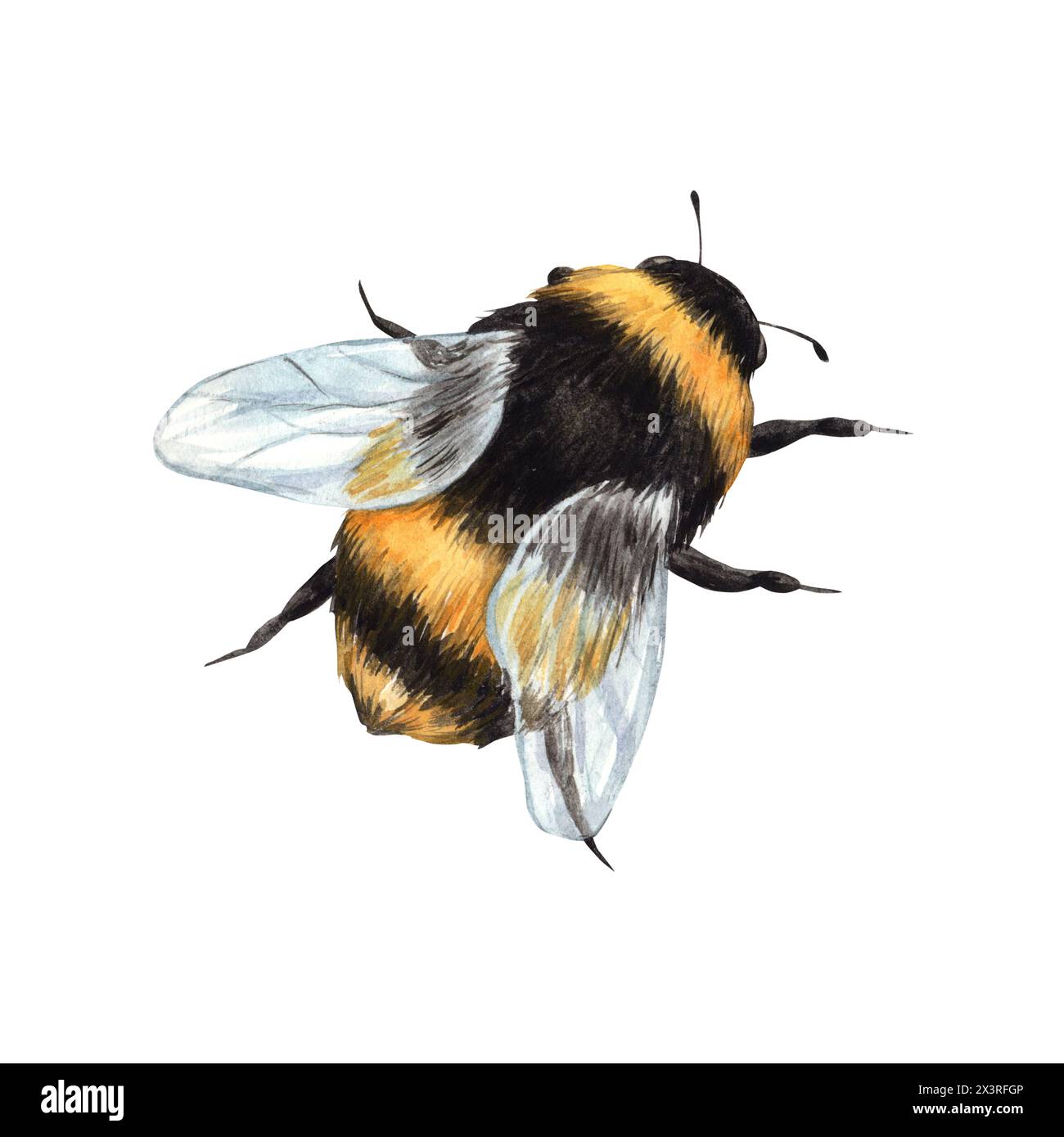 Disegno ad acquerello di un bumblebee in volo. Illustrazione disegnata a mano su sfondo bianco, adatta per la progettazione di menu, packaging, poster, sito Web, textil Foto Stock