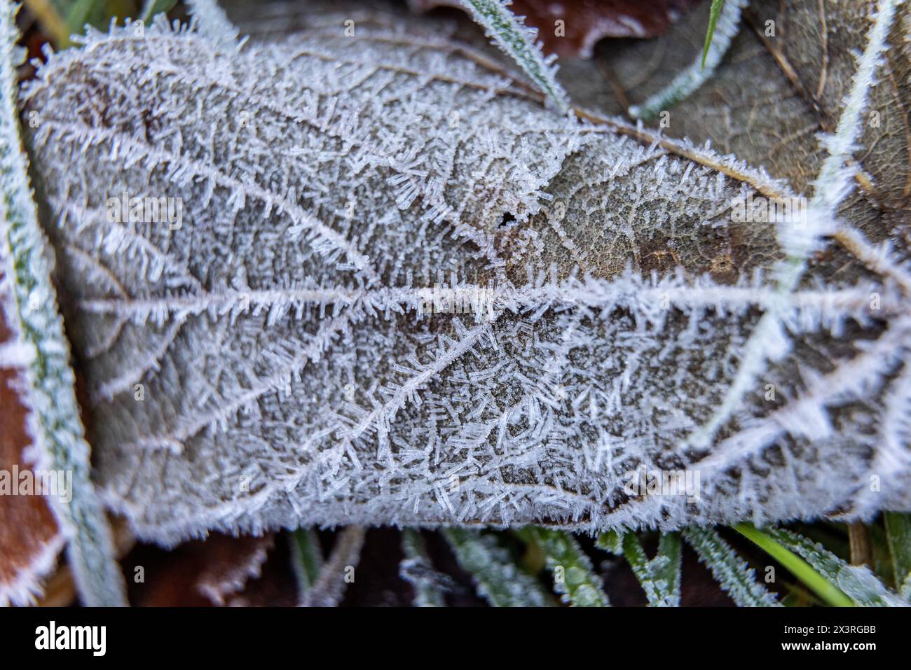 Hoar gelò su una foglia in inverno Foto Stock