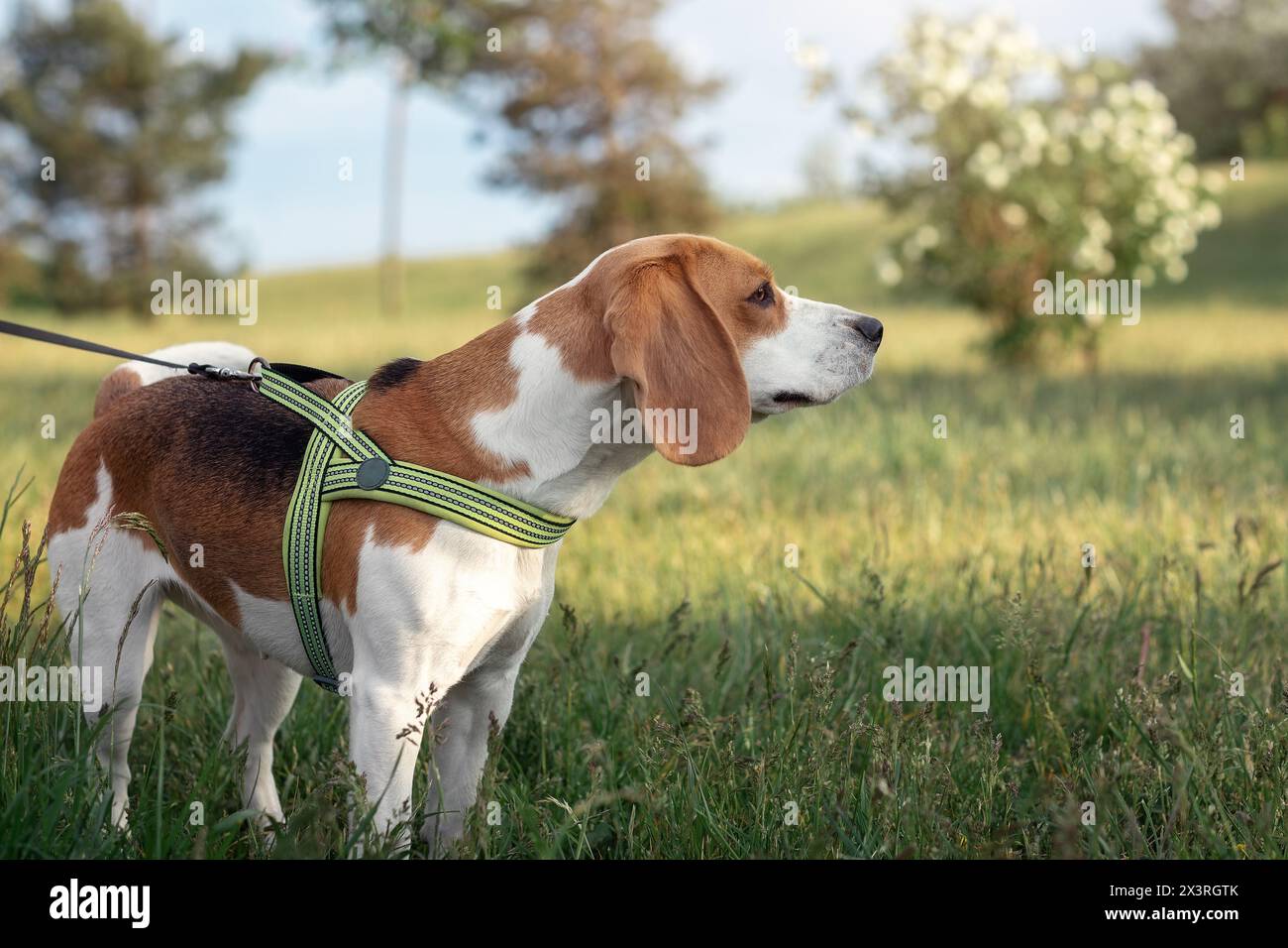 Un cane beagle al guinzaglio nel parco in una radura soleggiata vicino a un arbusto bianco in fiore. Sfondo primaverile. Foto Stock