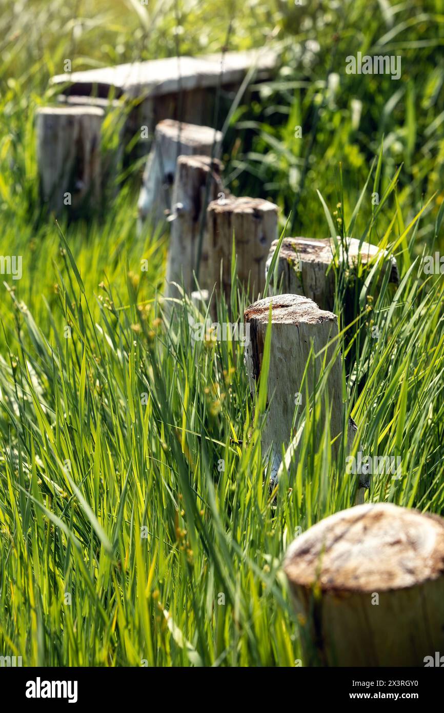 Una vecchia strada di pescatori rotta fatta di ceppi in erba densa e umida. Foto verticale. Foto Stock