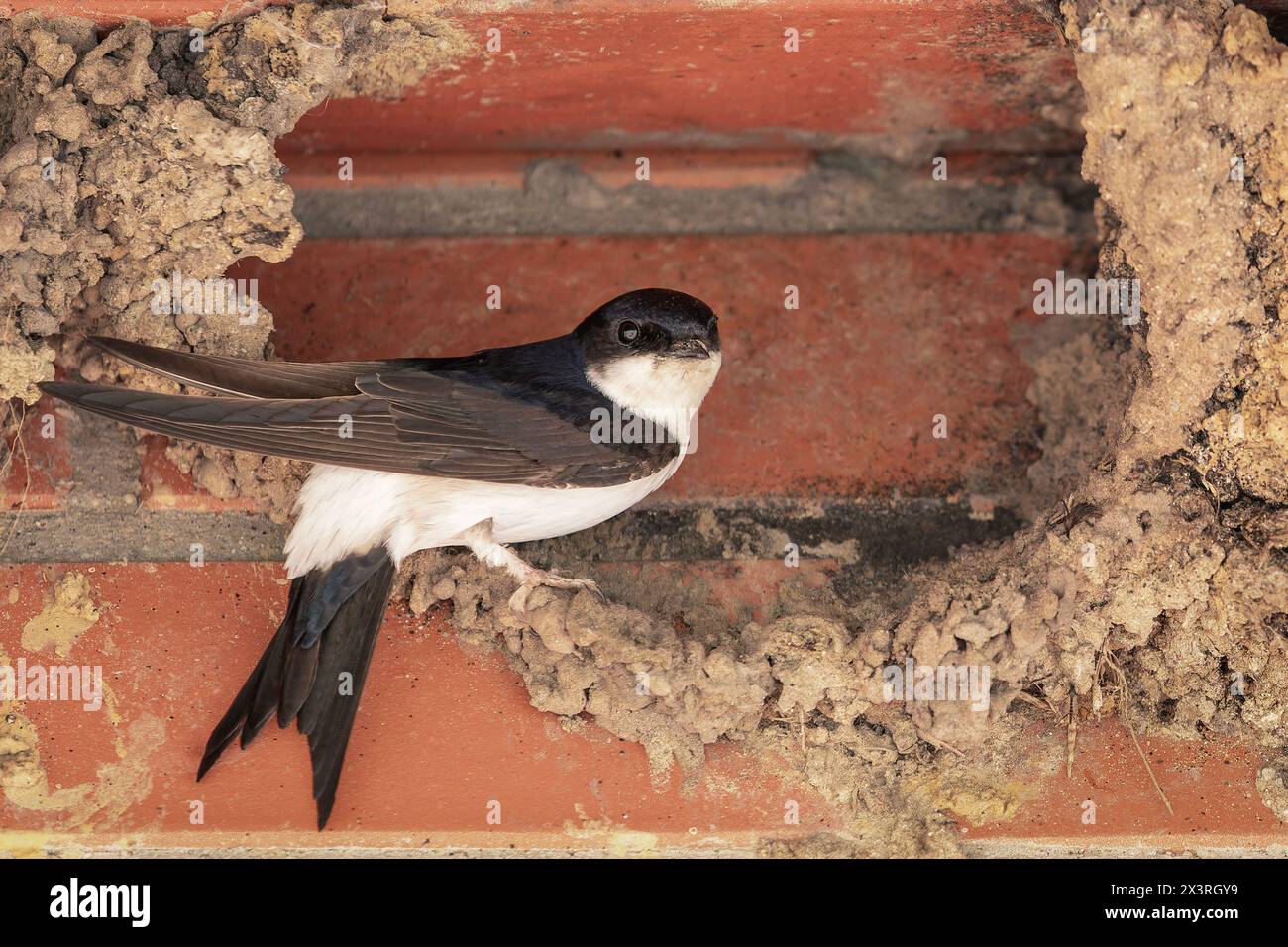 La rondine si trova in un nido, sotto il soffitto, vicino al muro di mattoni. Foto Stock