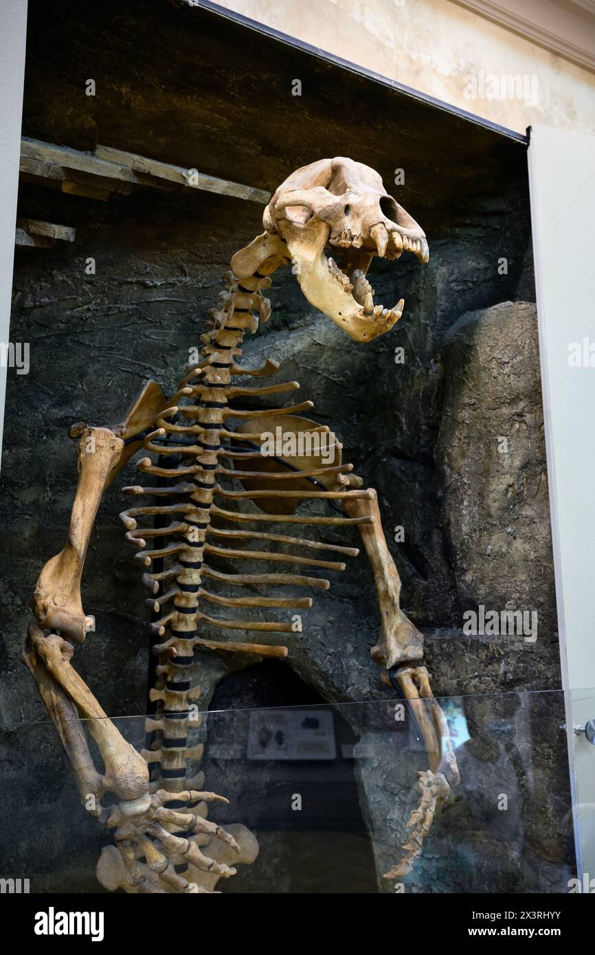 Scheletro di grande orso grotta nel museo storico di Kazan, Tatarstan, Russia. Ossa fossili di animali estinti. Tema di pr Foto Stock